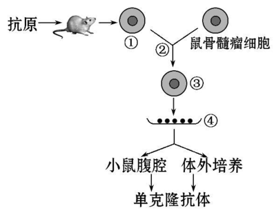 2014屆高三生物二輪復(fù)習(xí)專項(xiàng)檢測(cè):基因工程、細(xì)胞工程 Word版含解析答案