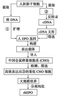細(xì)胞工程